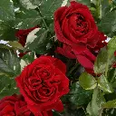 Rosier Elie Semoun Pot C5Litres