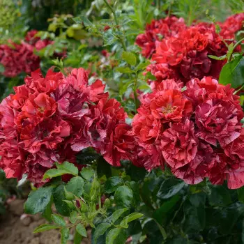 Rosier La reine de la Nuit Pot C5