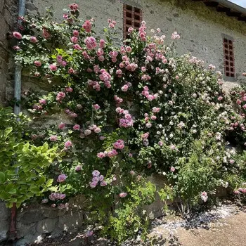 Rosier Bienvenue® grimpant Pot C10Litres sur Tipi