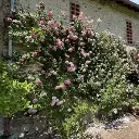 Rosier Bienvenue® grimpant Pot C10Litres sur Tipi