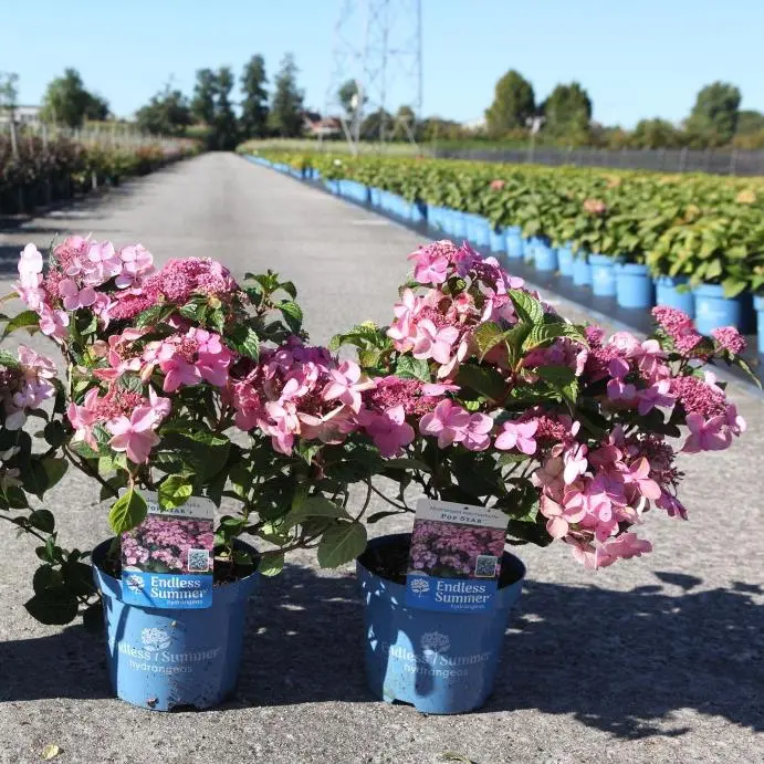 Hydrangea macrophylla Endless Summer Popstar Pink Pot P23  cm ** Hortensia **