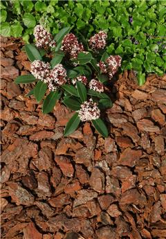 Ecorces pin 08 15 mm sac 60l