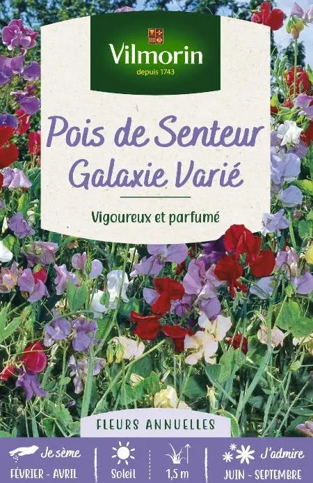 Pois de senteur Galaxie varié (Vilm)