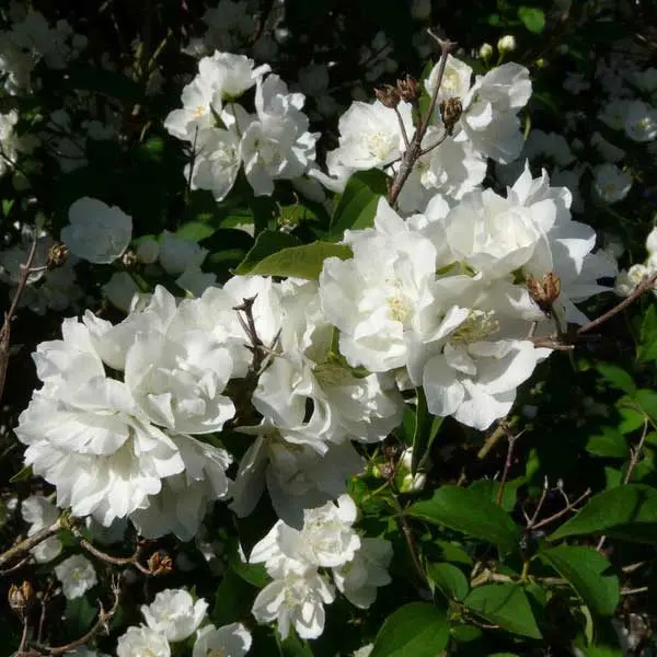 Philadelphus Bouquet Blanc Pot C10 ** Seringat très parfumé ** 