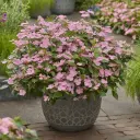 Hydrangea scandens First Love C5Litres