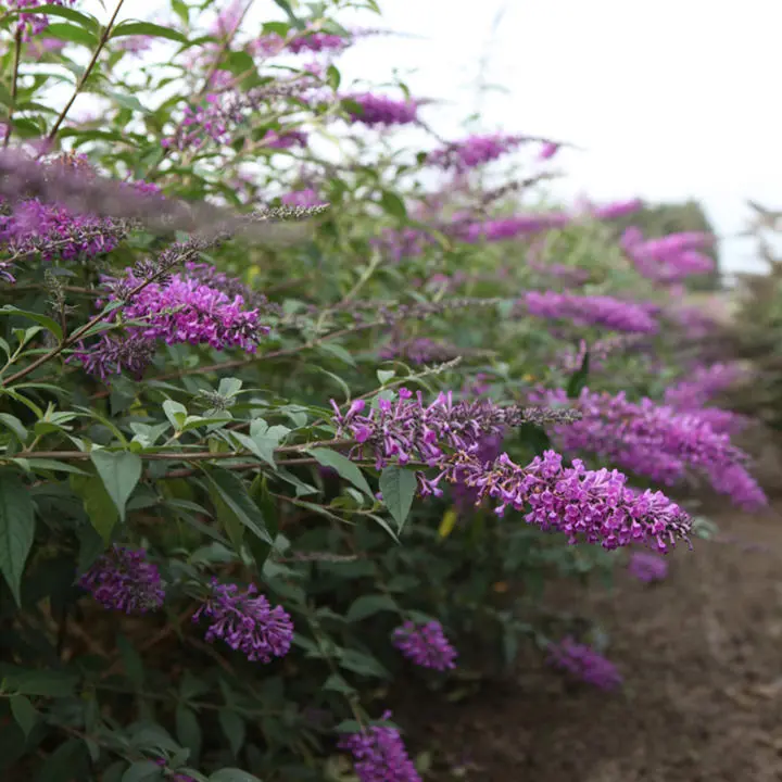 Buddleja davidii Argus Velvet Pot C3.5