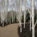 Betula utilis Doorenbos Baliveau 250 300 cm ** Le tronc le + blanc ** 