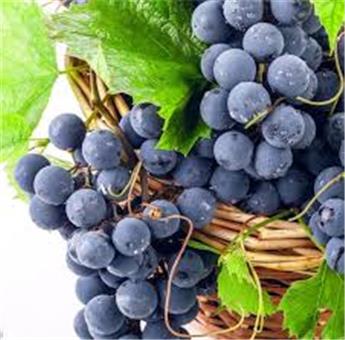 Vitis vinifera New York Muscat Pot C4L **Raisins noirs très sucré - Résistant aux maladies ** 