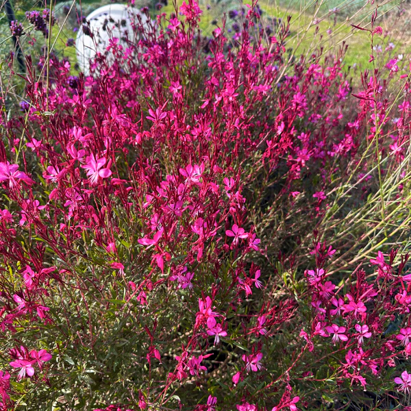 Gaura lindheimeiri Gaudi Cherise Pot P17 