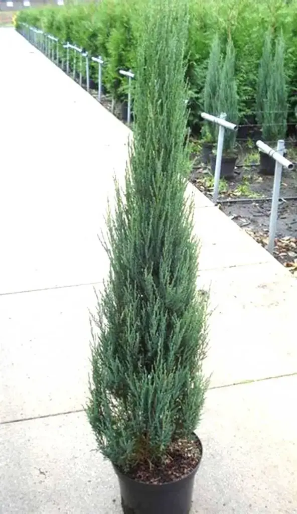 Juniperus scopulorum Blue Ivory Pot C3