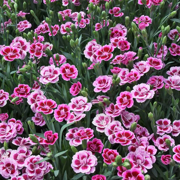 Dianthus Pink Kisses Pot P19 cm - Oeillet nain vivace 