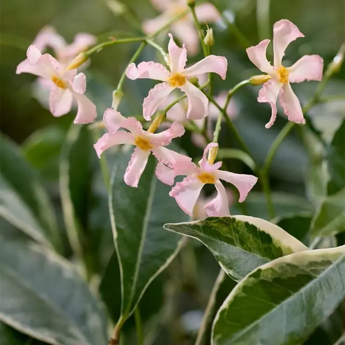 Trachelospermum Star of Milano100 125 cm Pot 17 **Faux jasmin rose **
