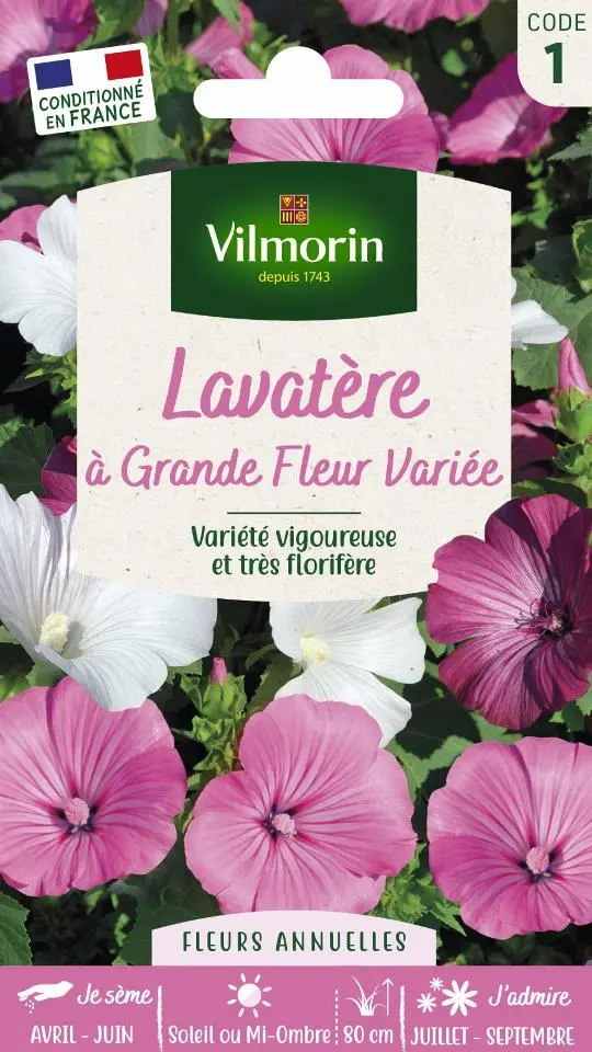 Lavatère à Grande Fleur Variée (Vilm)