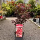 Acer palmatum Little Red 70 80 cm Pot C3