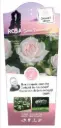 Rosier Sweet Romanza Tige 90cm