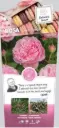 Rosier Sweet Candy Grimpant  C5L 