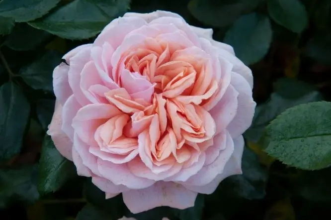 Rosier Garden of Roses Pot C5Litres **Parfumé **