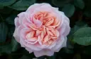 Rosier Garden of Roses Pot C5Litres **Parfumé **