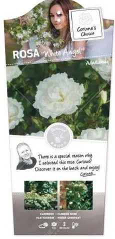 Rosier White Angel Grimpant  C5L 