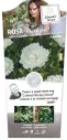 Rosier White Angel Grimpant  C5L 