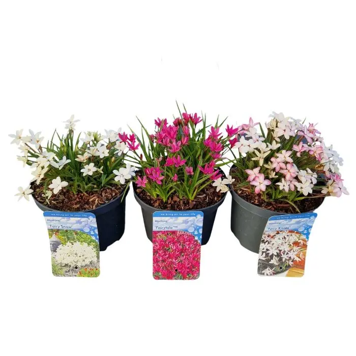 Rhodohypoxis Mix Pot P13