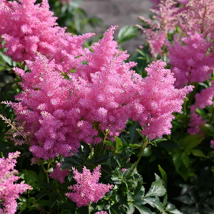 Astilbe japonica Henry Noblet P17
