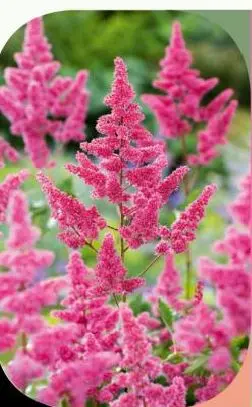 Astilbe Mainz P17