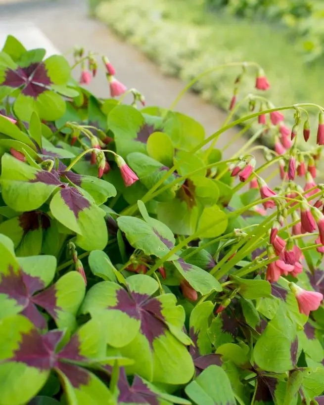 Oxalis tretraphylla Iron Cross Pot C1.5L 