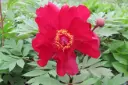 Paeonia Itoh Scarlet Heaven Pot C4L