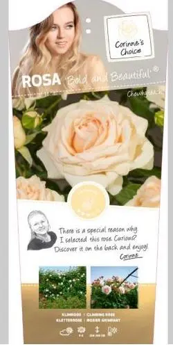 Rosier Bold and Beautyfull Grimpant  C10L