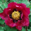 Paeonia rockii Zi Dia Ying Feng Pot C4 ** RARE ** 