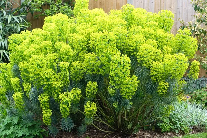 Euphorbia characias Wulfenii Pot C2L