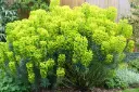 Euphorbia characias Wulfenii Pot C2L