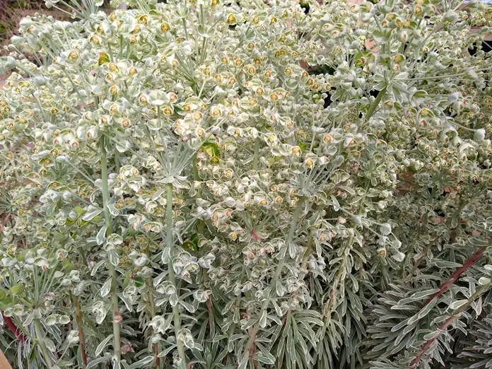 Euphorbia characias Silver Swan Wilcott ® Pot P9