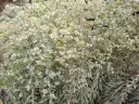 Euphorbia characias Silver Swan Wilcott ® Pot P9