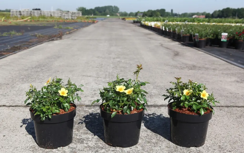 Rosier Bee Gold Pot C3.6L