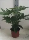 Fatsia japonica 60 80 cm Pot P17 cm 