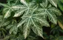 Fatsia japonica Spider S Web 30 40 cm Pot P17 cm