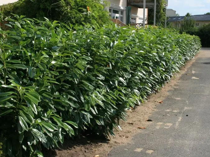 Prunus laurocerasus Herbergii 125 150 XL Pot C45L