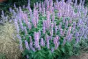 Agastache Blue Fortune C2