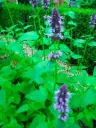 Agastache Black Adder C2