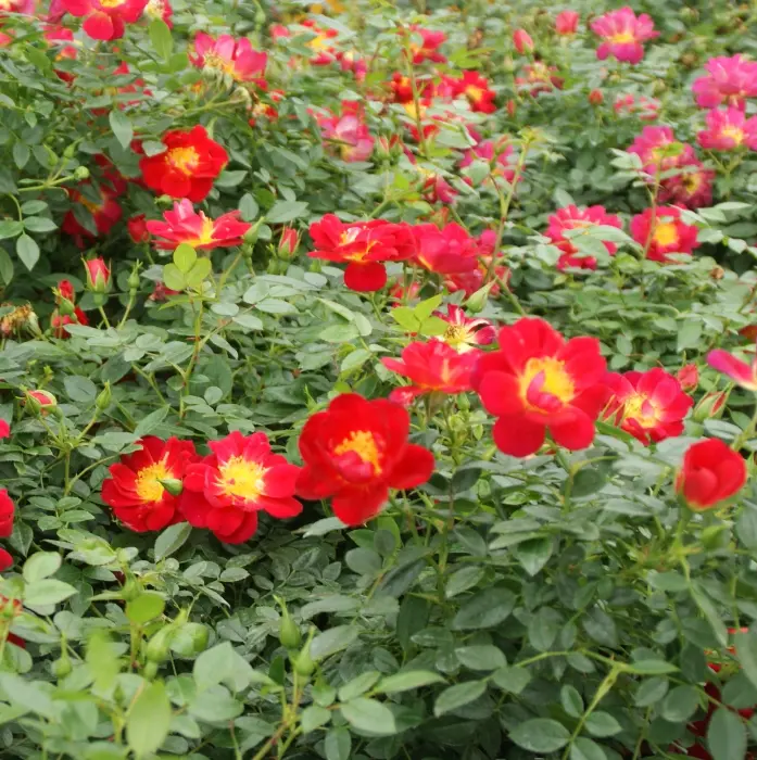 Rosier Bijenveelde Light Red Pot P17 cm