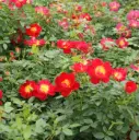 Rosier Bijenveelde Light Red Pot P17 cm