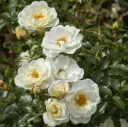 Rosier Bijenveelde White Pot P17 cm