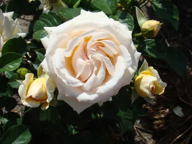 Rosie Bold and Beauty Grimpant Pot C5Litres