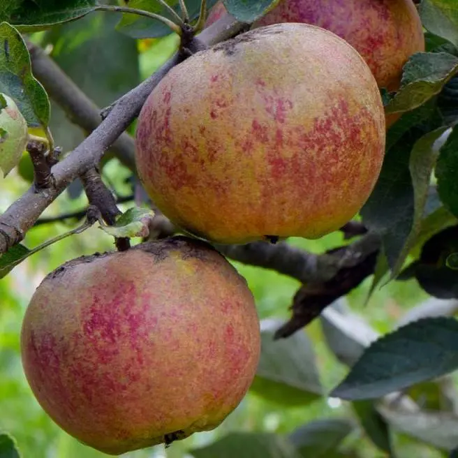 Pommier Drap D'Or Demi Tige Pot C15Litres ** Fort prêt à produire ** 