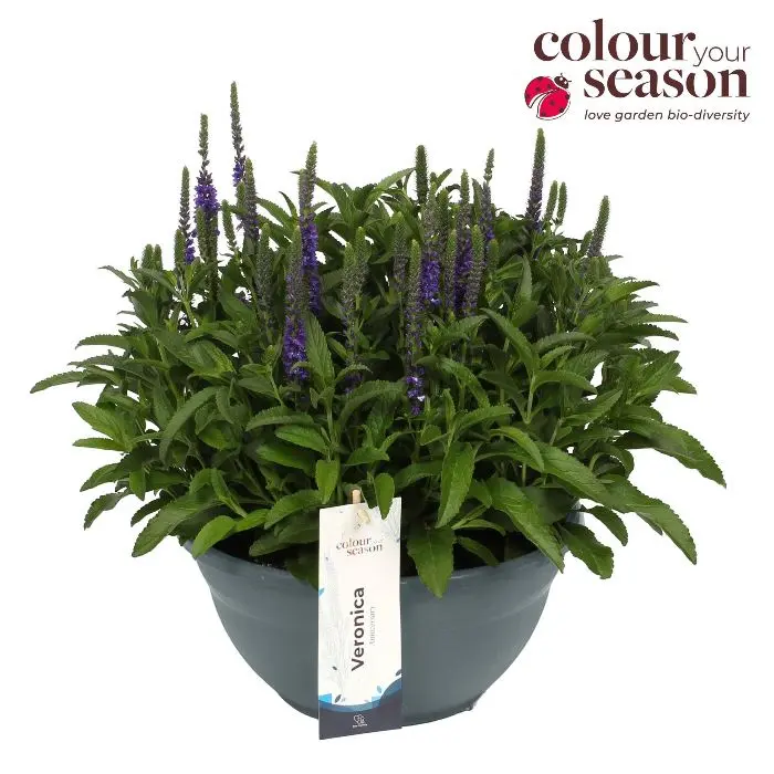 Veronica spicata Anniversary Blue XXL Pot P30 cm