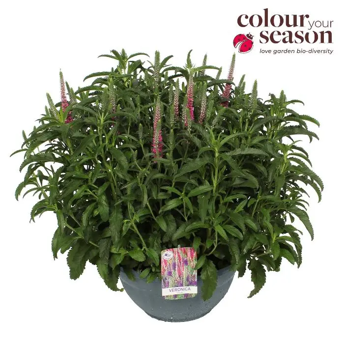 Veronica spicata Anniversary Rose XXL Pot P30 cm 