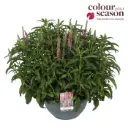 Veronica spicata Anniversary Rose XXL Pot P30 cm 