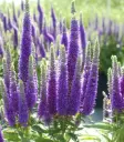 Veronica spicata Royal Candles Pot P17 cm